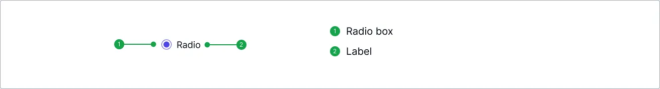 Radio - anatomy